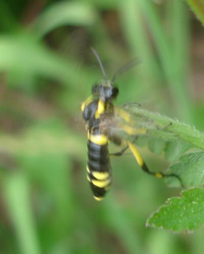 Macrophya montana